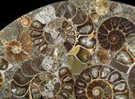 Plate Made Of Agatized Ammonite Fossils #51047-1